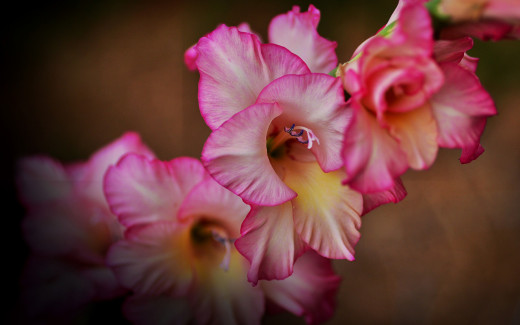 1058854 (a): :2880x1800